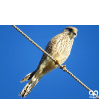 گونه دلیجه Common Kestrel